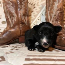 Junie - Black & white female Australian Shepherd puppy in Rose Hill, North Carolina from Motega Australian Shepherds