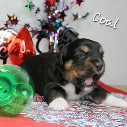 Coal BTM5 - Black tri male Miniature Australian Shepherd puppy in Elgin, Oregon from LongMile Aussies