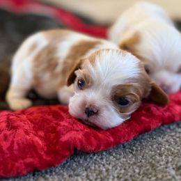 Maise - Blenheim female Cavalier King Charles Spaniel puppy in Draper, Utah from Cavachon Love Chocolate Cavaliers, Cavaliers, Cavachon’s, Cavapoos