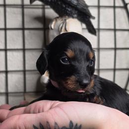 The Cheshire Cat- Alice in Wonderland Theme Litter. - Blue and tan female Dachshund puppy in Woodland, Washington from SJs Dachshunds