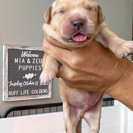 Golden Retriever Puppies from Ruff Life Goldens
