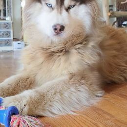 Taly - Siberian Husky