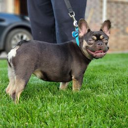 Reecie - French Bulldog
