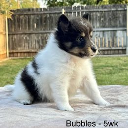 Bubbles - White black and tan female Shetland Sheepdog puppy in Abilene, Texas from Double Dare Shelties