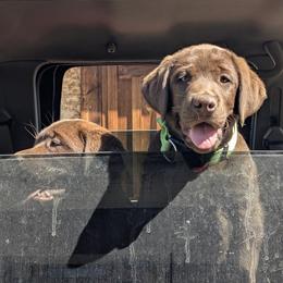 Anatolian Shepherd Dog and Labrador Retriever Puppies from Learning With Dogs