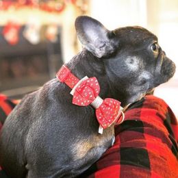 French Bulldogs from Prestigious Texas Frenchies