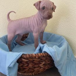 Balto - Chocolate and tan male American Hairless Terrier puppy in Belton, Texas from Copper Lilly Kennel