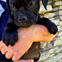 Boy 2 - Black and white male Olde English Bulldogge puppy in Lebanon, Tennessee from Old Hickory Farm Bulldogges
