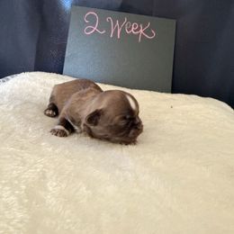 Noa - Chocolate male Shih Tzu puppy in Apple Valley, California from Garcia_shihtzu