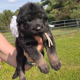 White - Black and tan female German Shepherd puppy in Gustavus, Ohio from Cross Kreek Kennels