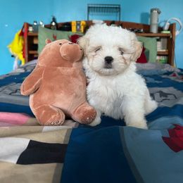Boy 1 - Cream and white male Shih Tzu puppy in Stroudsburg, Pennsylvania from Puppyville Pa Shih Tzu & frenchies