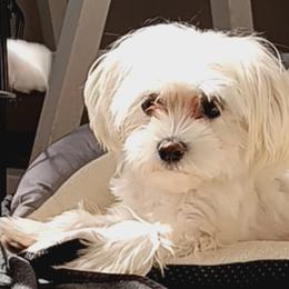 Lily - Maltese