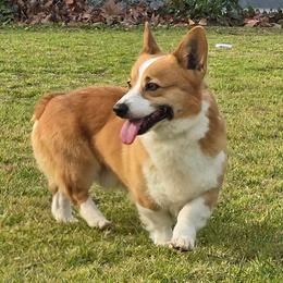 Moose - Pembroke Welsh Corgi