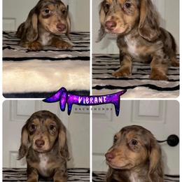 Blue collar - Dapple male Dachshund puppy in Turlock, California from Vibrant Dachshunds