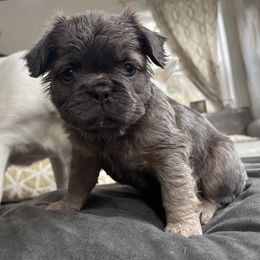 Frieda (Fluffy Blue Female) - Blue fawn female French Bulldog puppy in Olympia, Washington from Matra French Bulldogs