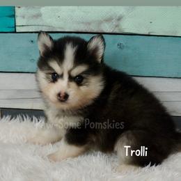 Trolli - Black and white male Pomsky puppy in Krum, Texas from Paw-Some Pomskies
