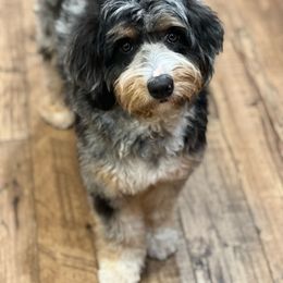 Coasta - Bernedoodle