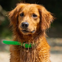 Stella - Golden Retriever