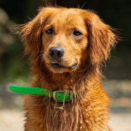Stella - Golden Retriever