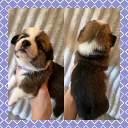 Lilac Female - Sable female Pembroke Welsh Corgi puppy in Ocala, Florida from Newlands Insane Danes and Corgis