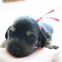 Herminie - Black and cream female Dachshund puppy in Morrow, Ohio from Courtney’s Colorful Doxies