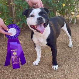 Staffordshire Bull Terrier All Grown Up from Shortyrock Staffordshire Bull Terriers
