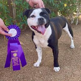 Staffordshire Bull Terrier All Grown Up from Shortyrock Staffordshire Bull Terriers