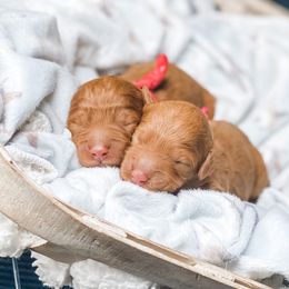 Bernedoodle, Goldendoodle, and Poodle Puppies from Florida Pumpkadoodles