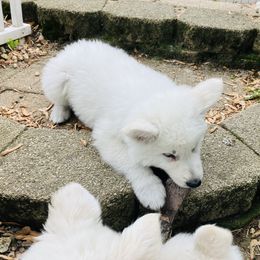 Girl 4 - White female Berger Blanc Suisse puppy in Orland Park, Illinois from Starfyre Berger Blanc Suisse