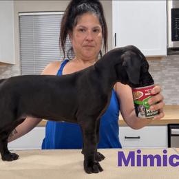 Mimic - Black female Great Dane puppy in Luling, Texas from Pegasus Great Danes