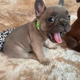 Boy 6 - male French Bulldog puppy in Westerly, Rhode Island from Starkhaus Rottweilers & Frenchies