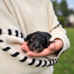 Slate - Black white and tan male Cockapoo puppy in Mt Bethel, Pennsylvania from Stasia’s Cutiepoos