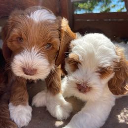 Australian Labradoodles from Summer Hill Labradoodles