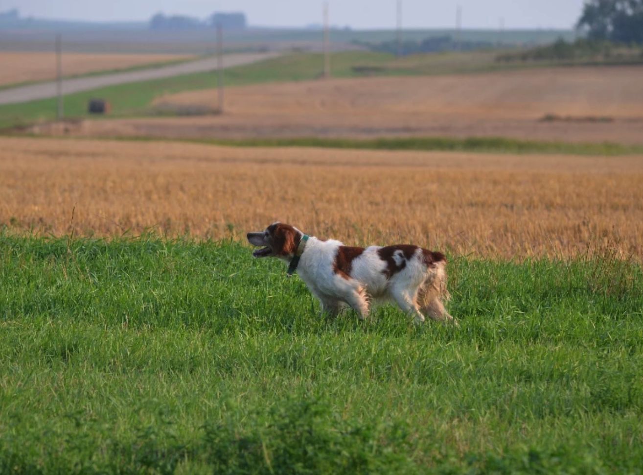 Mark dinsmore hot sale french brittany