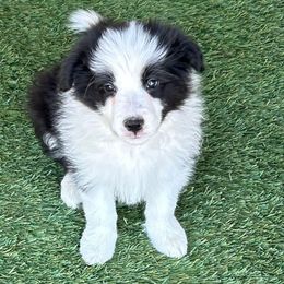Pink collar girl - Black and white female Border Collie puppy in Litchfield Park, Arizona from Dragonfly BC Puppies (Champion Lineage)