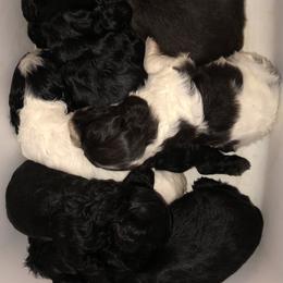 Cocker Spaniel Puppies from Anastasia Knight's Cocker Spaniels