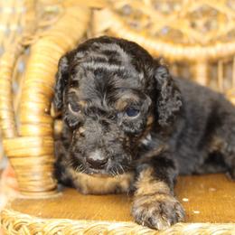 Tri Male - Black tri-color male Aussiedoodle puppy in Belgreen, Alabama from Scott’s Farm Poodles and Doodles