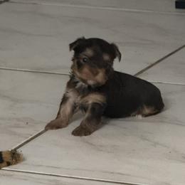 Lucky AKC - Chocolate and tan male Yorkshire Terrier puppy in Labelle, Florida from Chocolate and Parti Yorkies in Florida