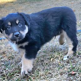 Spider (Miles) - Black tri male Miniature Australian Shepherd puppy in Orrtanna, Pennsylvania from Mountain Top Shepherd's