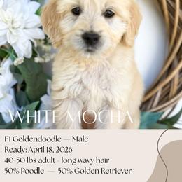White Mocha - Apricot male Goldendoodle puppy in Wilson, North Carolina from Cedar Creek Doodles