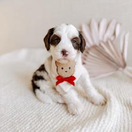 Ást - Love litter - Tri-color male Australian Labradoodle puppy in Syracuse, Indiana from The Doodle Cove
