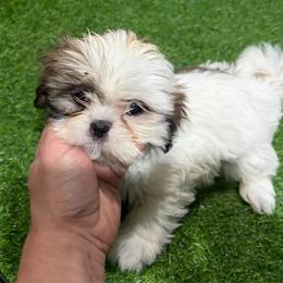 Jacky - Black gold and white female Shih Tzu puppy in Bourne, Massachusetts from Shih Tzu Pups