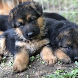 German Shepherd Puppies from Zwinger vom Schneider Wald