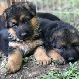 German Shepherd Puppies from Zwinger vom Schneider Wald