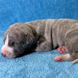Kudu - Blue brindle male Whippet puppy in Gentry, Arkansas from Mardel Robeson of Mulberry Hollow Whippets