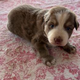 Green - Red tri-color male Australian Shepherd puppy in Fontana, California from J.O Family Aussies