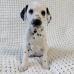 Boy 6 - male Dalmatian puppy in Jefferson, Georgia from Spotted Jewels Dalmatians