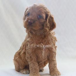 Cockapoo Puppies from Dana's Domain Cockapoos