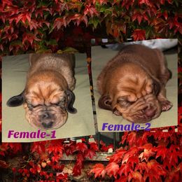 TBD- 1st pick pending-1 spot open - Red female Bloodhound puppy in Inman, Nebraska from Sandhill Hounds of Nebraska