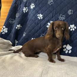 Coco - Dachshund